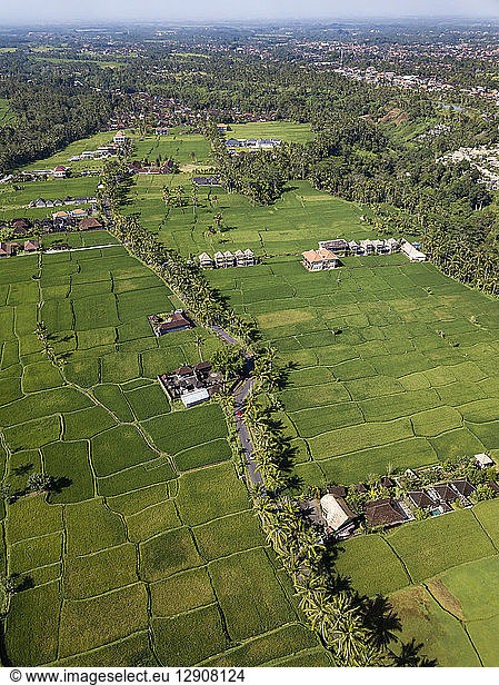 Indonesia  Bali  Ubud  Aerial view of rice fields