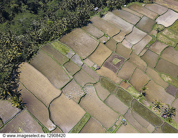 Indonesia  Bali  Ubud  Aerial view of rice fields