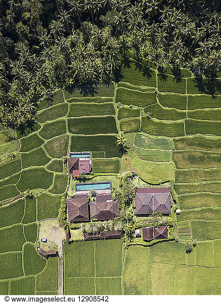 Indonesia  Bali  Ubud  Aerial view of rice fields