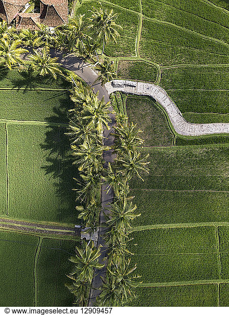 Indonesia  Bali  Ubud  Aerial view of rice fields