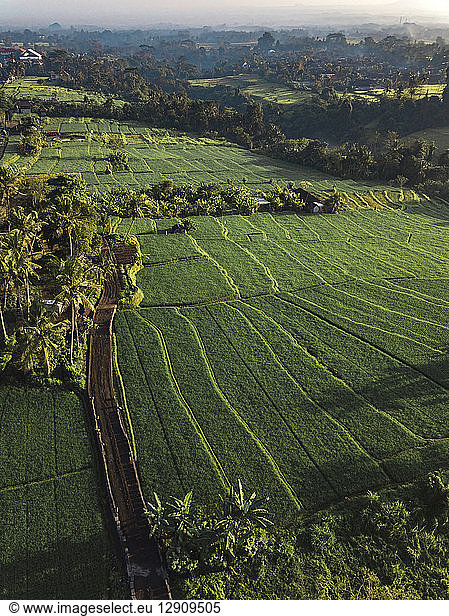 Indonesia  Bali  Ubud  Aerial view of rice fields
