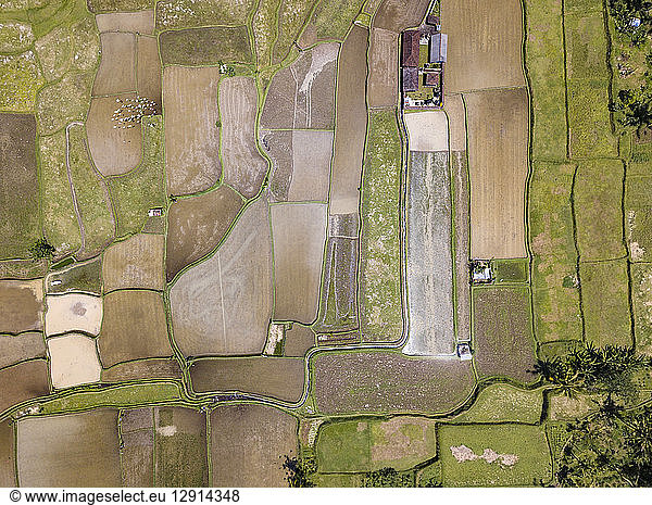 Indonesia  Bali  Ubud  Aerial view of rice fields