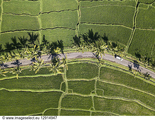 Indonesia  Bali  Ubud  Aerial view of rice fields
