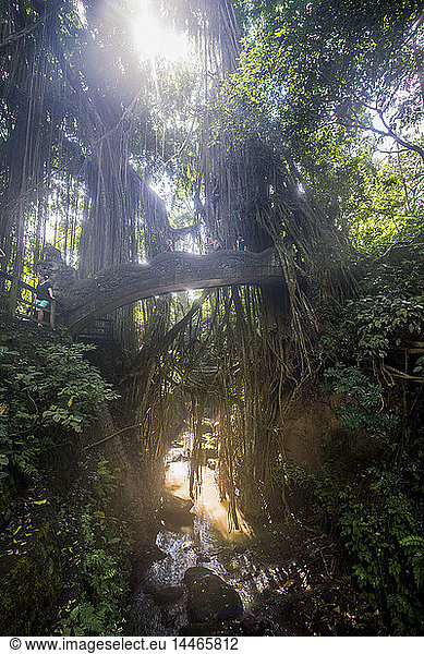 Indonesia  Bali  Ubud  Sacred Monkey Forest Sanctuary  carved bridge with overgrowing trees