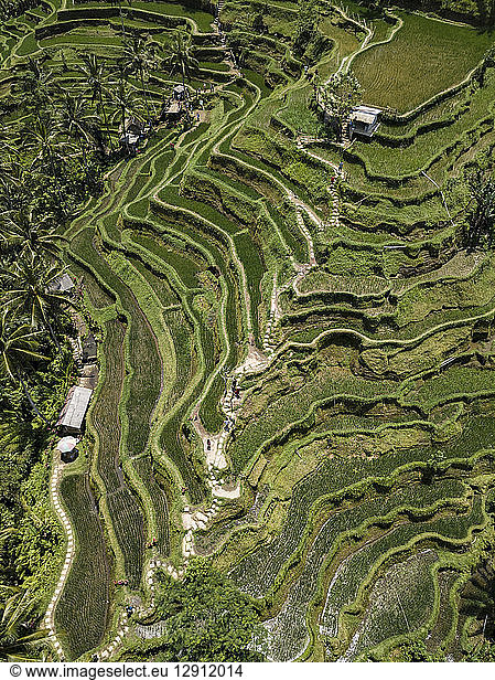 Indonesia  Bali  Ubud  Tegalalang  Aerial view of rice fields  terraced fields