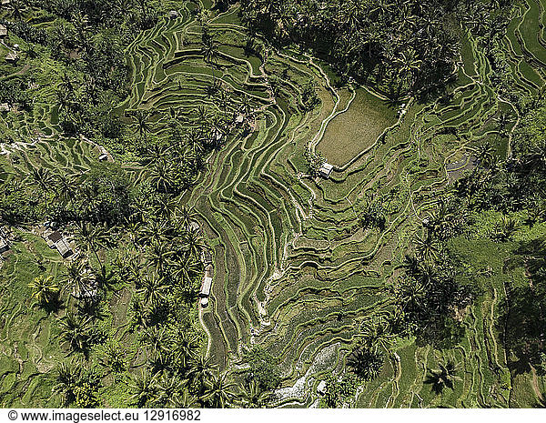 Indonesia  Bali  Ubud  Tegalalang  Aerial view of rice fields  terraced fields