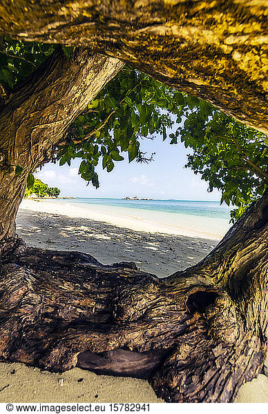 Indonesia  Bintan  Old tree trunks on tropical beach