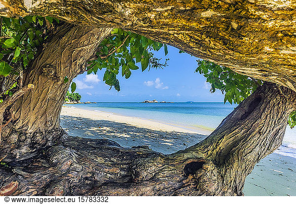 Indonesia  Bintan  Old tree trunks on tropical beach