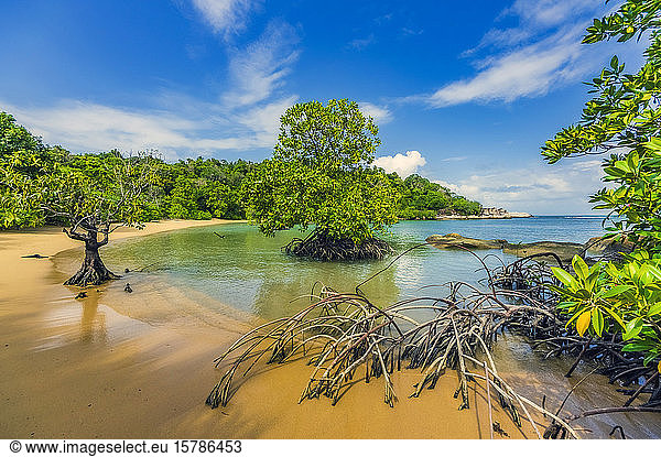 Indonesia  Bintan  Plants on tropical beach