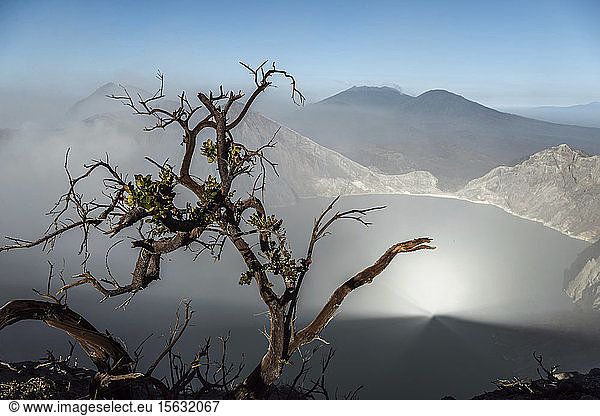 Indonesia  Java  IjenÂ volcano  close up of barren tree
