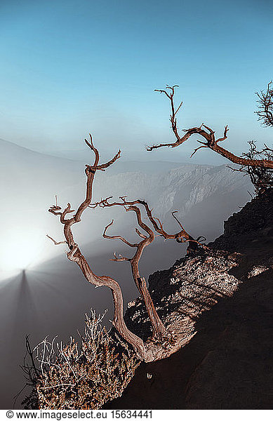 Indonesia  Java  IjenÂ volcano  close up of barren tree