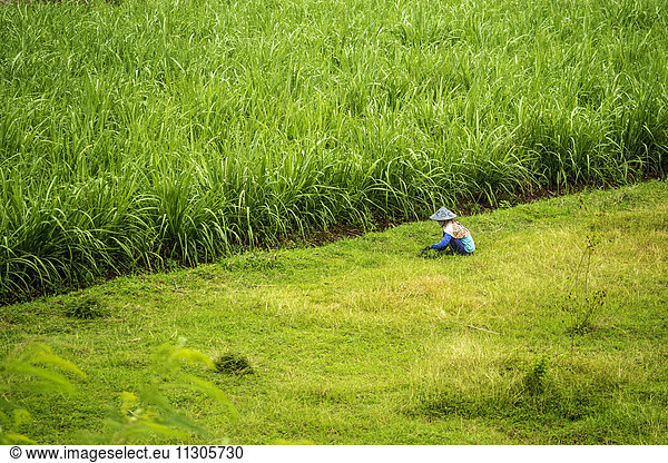 Indonesia  Java  Woman working in rice field