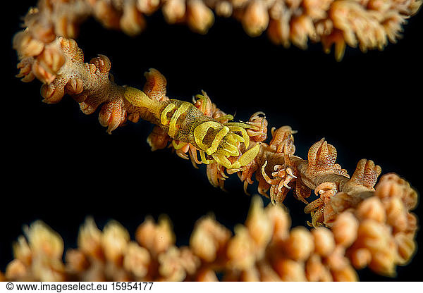 Indonesia  Underwater view of whip coral shrimp (Pontonides Unciger) and black coral