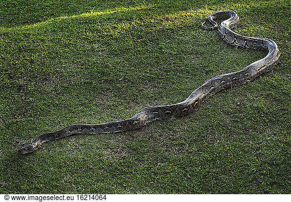 Indonesien  Bali  Python (Pythoninae)