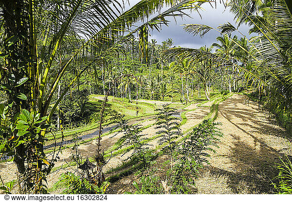 Indonesien  Bali  Tampaksiring  Vegetation
