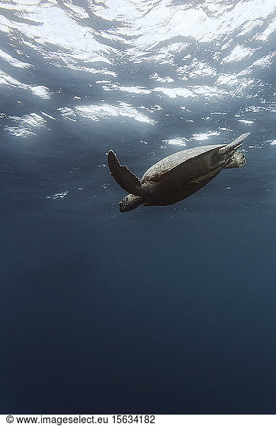 Indonesien  Bali  Unterwasseransicht einer einsamen Schildkröte  die nahe der Oberfläche schwimmt