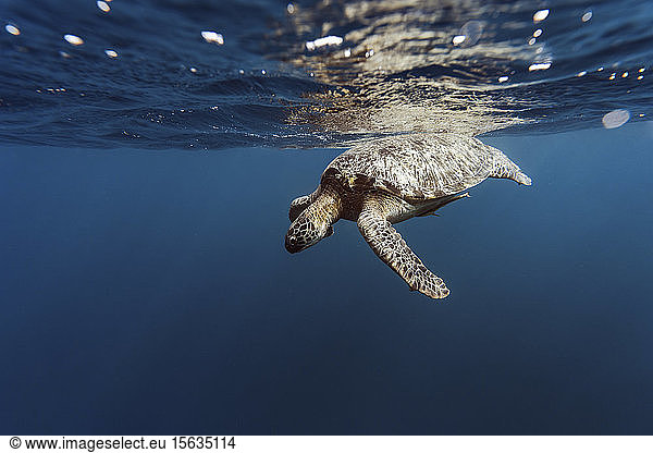 Indonesien  Bali  Unterwasseransicht einer einsamen Schildkröte  die nahe der Oberfläche schwimmt
