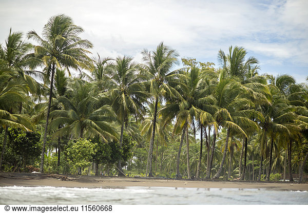Indonesien  Java  Küste mit Palmen vom Meer aus gesehen