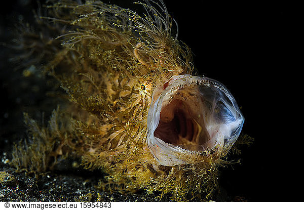 Indonesien  Unterwasserporträt eines behaarten Anglerfisches (Antennarius striatus)