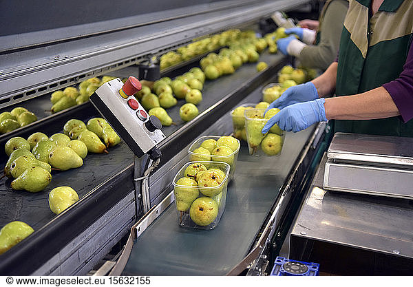 Industrial packaging of pears in plastic bowls