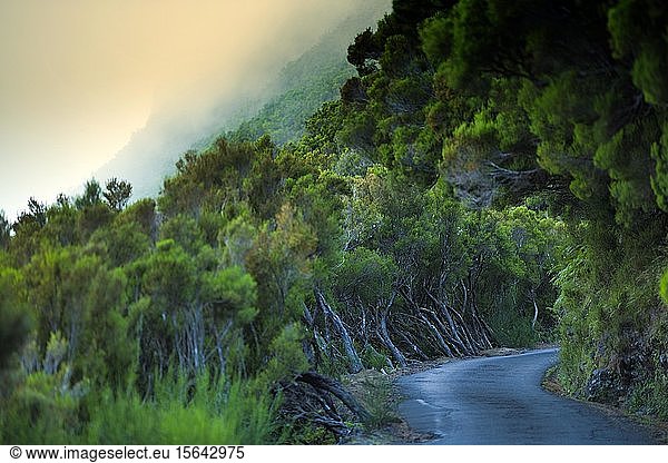 Industriestraße nach Caso do Rabacal im Lorbeerwald Laurisilva im Naturschutzgebiet Rabacal  Insel Madeira  Portugal  Europa
