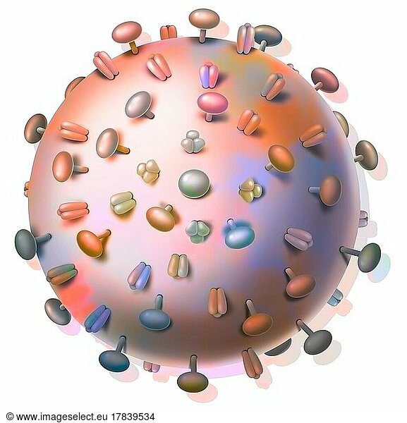Influenza viruses and proteins that bind to host cells.