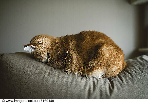 Ingwer-Katze schläft mit Gesicht auf der Couch zu Hause