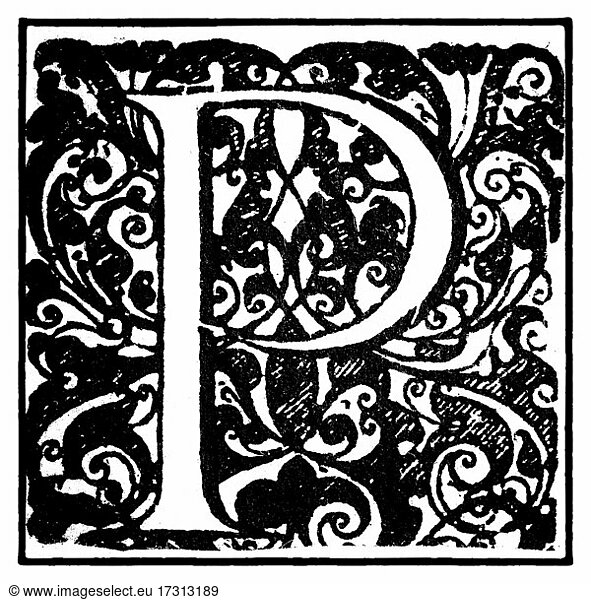 Initial or an initial P  ornamental initial letter  copper engraving by Basilius Besler  from Hortus Eystettensis  1613