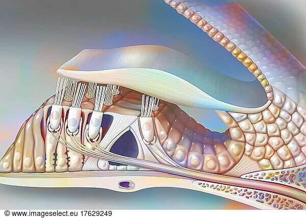 Inner ear: the organ of Corti with the vestibular  tympanic ramp. .