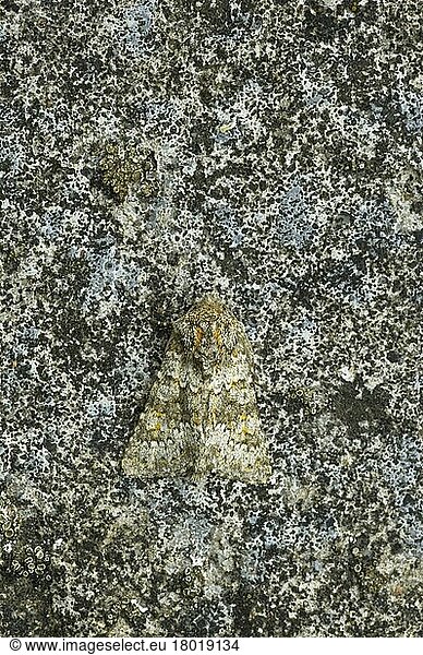 Insects  Moths  Butterflies  Animals  Other animals  Feathered Ranunculus (Polymixis lichenea lichenea) adult  camouflaged  Essex  England  Great Britain