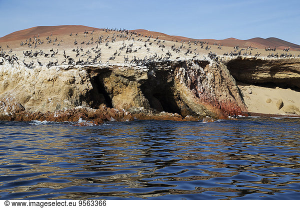 Insel Heiligtum Pelikan Peru Wildtier