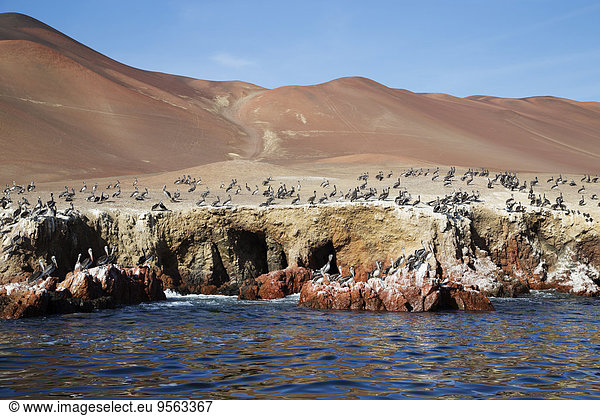 Insel Heiligtum Pelikan Peru Wildtier