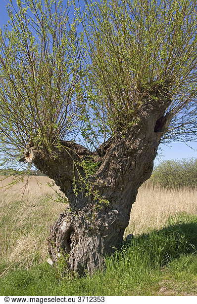 Insel Rügen Mecklenburg-Vorpommern Deutschland Schlopfweide Salix fragilis auf der Halbinsel Jasmund beim Schloss Spyker