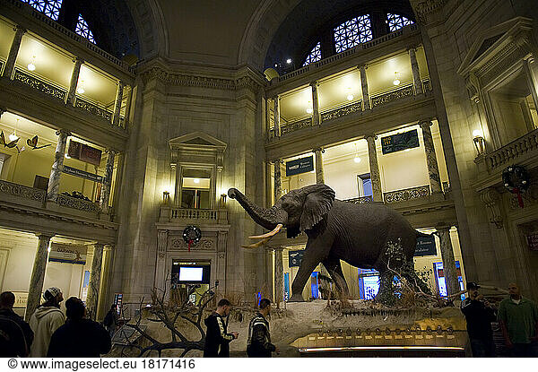 Inside the Smithsonian Museum of Natural History; Washington  District of Columbia  United States of America
