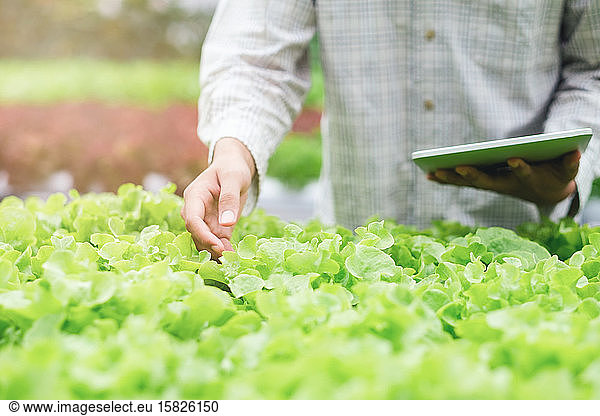Intelligente Landwirtschaft mit modernen Technologien in der Landwirtschaft.