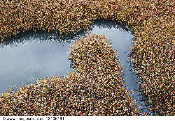 Intertidal pool of standing water with marsh grasses at dusk in a national seashore reserve in California  USA