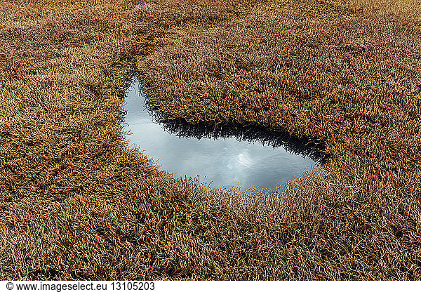 Intertidal pool of standing water with marsh grasses at dusk in a national seashore reserve in California  USA