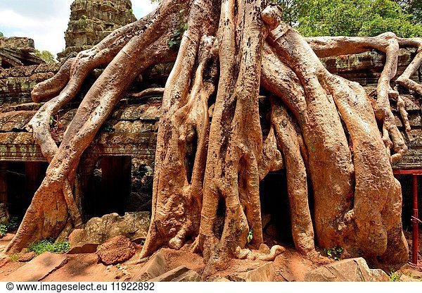 Intricate tree roots at Ta Prohm Temple.