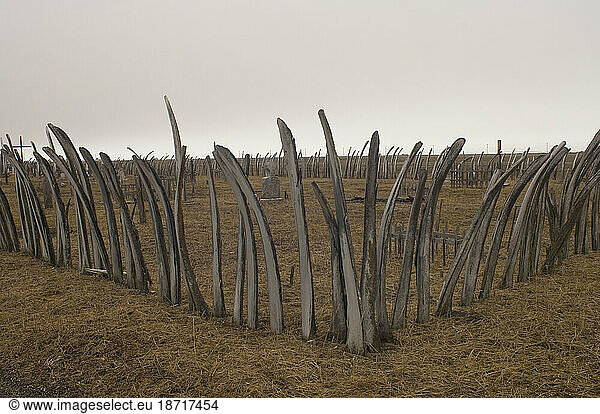 Inupiaq Graveyard Fenced With Bowhead Whale Bones