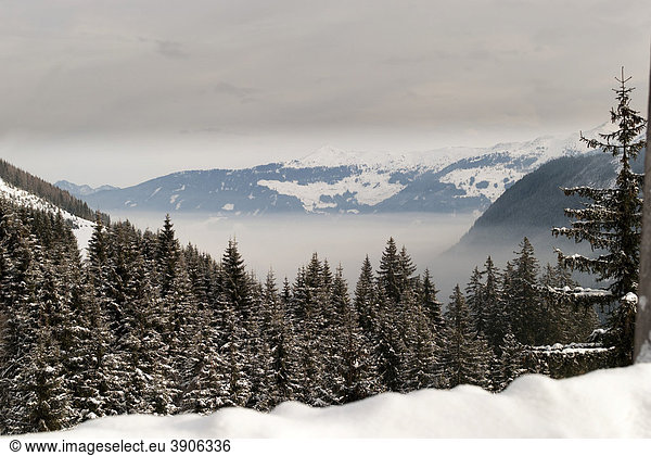 Inversionswetterlage  verschneiter Wald  Österreich  Europa