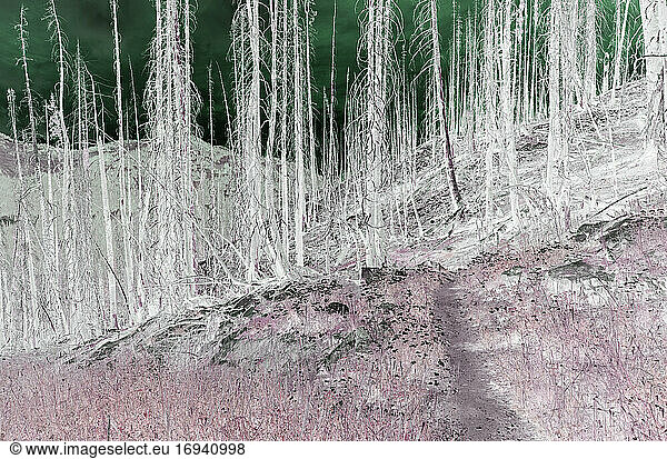 Inverted image of wildfire damaged forest along the Pacific Crest Trail