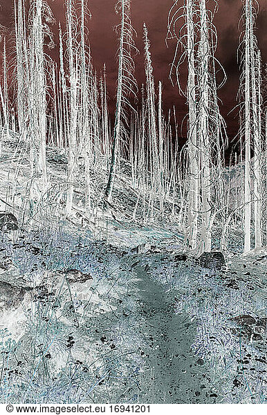 Inverted image of wildfire damaged forest along the Pacific Crest Trail