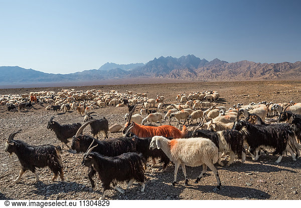 Iran  Near Abyaneh City  Herd