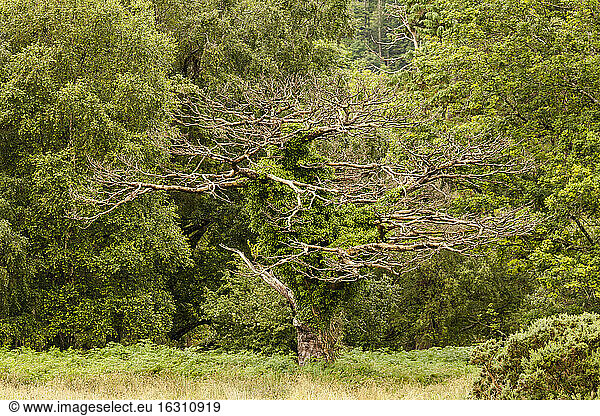 Ireland  tree at Killarney National Park