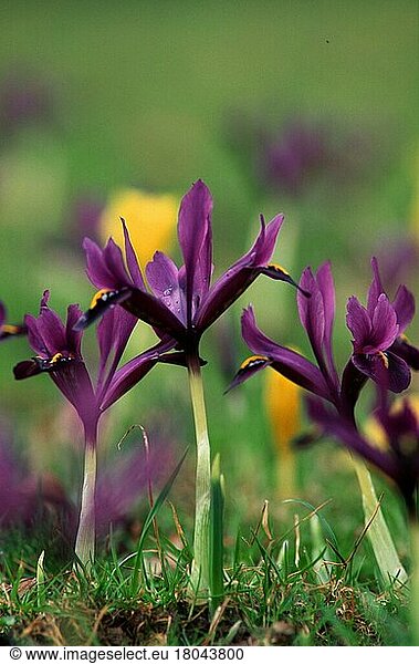 Iris (Iris reticulata hybride)  Netziris  Zwergiris  Blumen  Gartenpflanzen  Schwertliliengewächse  Iridaceae  Blüten  Blüte  Veilchen  Frühling  Frühling  vertikal