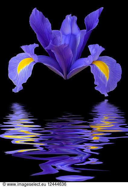 Iris reticulata flower head looking like a spaceship reflected in water