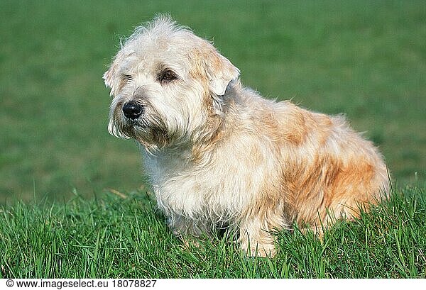 Irish Glen of Imaal Terrier (animals) (Säugetiere) (mammals) (Haushund) (domestic dog) (Haustier) (Heimtier) (pet) (außen) (outdoor) (seitlich) (side) (Wiese) (meadow) (sitzen) (sitting) (adult) (Querformat) (horizontal)