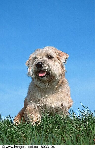 Irish Glen of Imaal Terrier (animals) (Säugetiere) (mammals) (Haushund) (domestic dog) (Haustier) (Heimtier) (pet) (außen) (outdoor) (Wiese) (meadow) (freundlich) (friendly) (hecheln) (panting) (sitzen) (sitting) (adult) (vertical)
