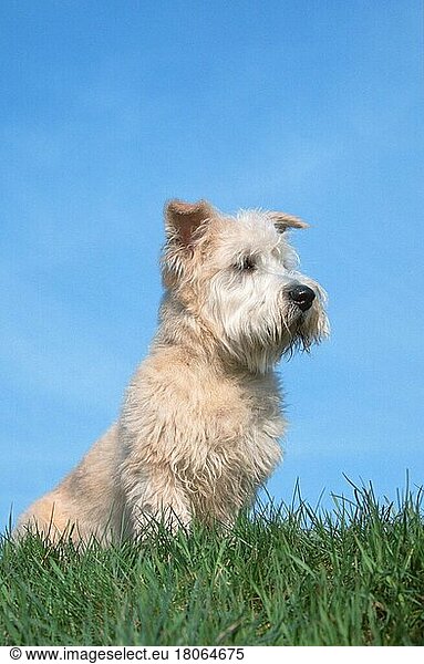 Irish Glen of Imaal Terrier (animals) (Säugetiere) (mammals) (Haushund) (domestic dog) (Haustier) (Heimtier) (pet) (außen) (outdoor) (Wiese) (meadow) (sitzen) (sitting) (adult) (vertical)