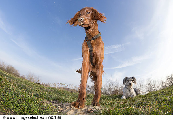 Irish Setter bitch and mixed breed male dog on a meadow  Wustermark  Brandenburg  Germany